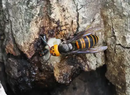 スズメバチ駆除